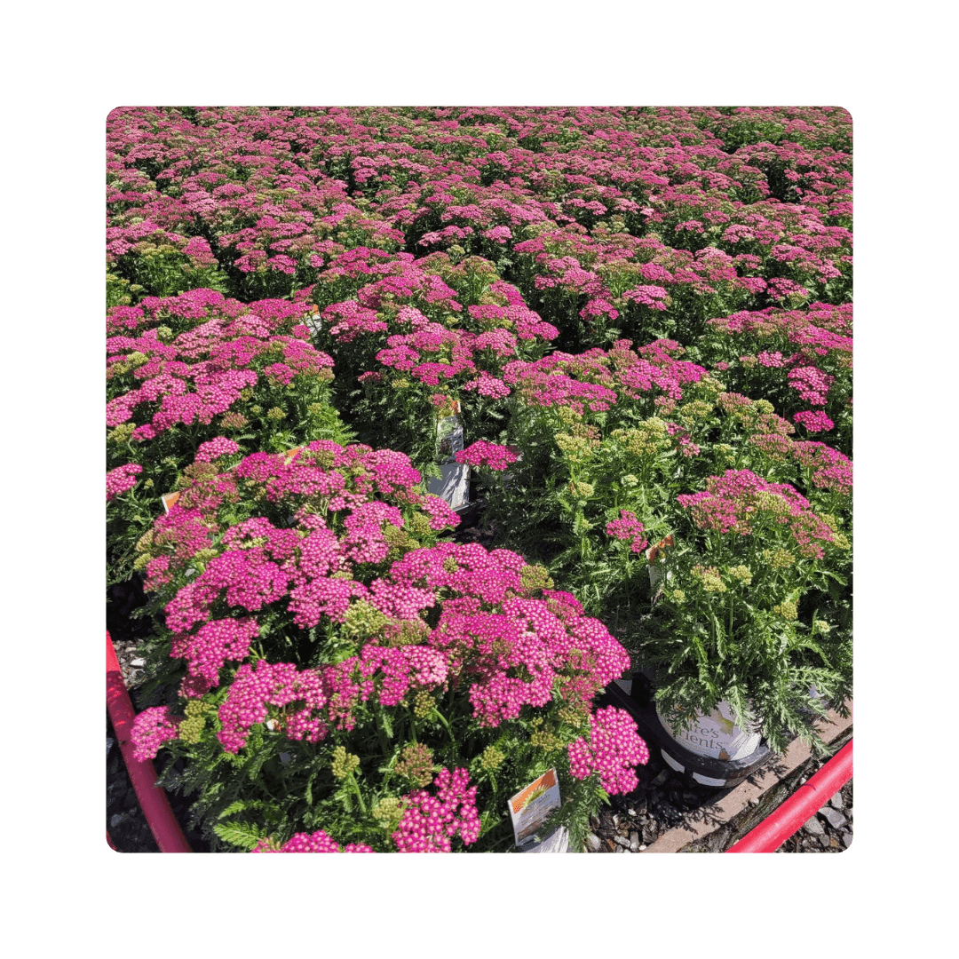 Achillea