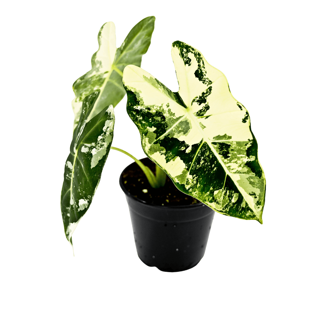 Alocasia Frydek Variegated