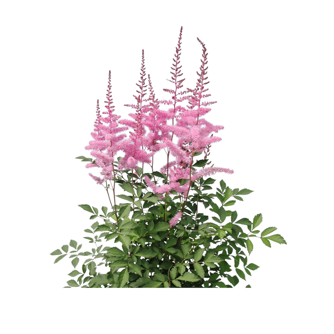 Astilbe