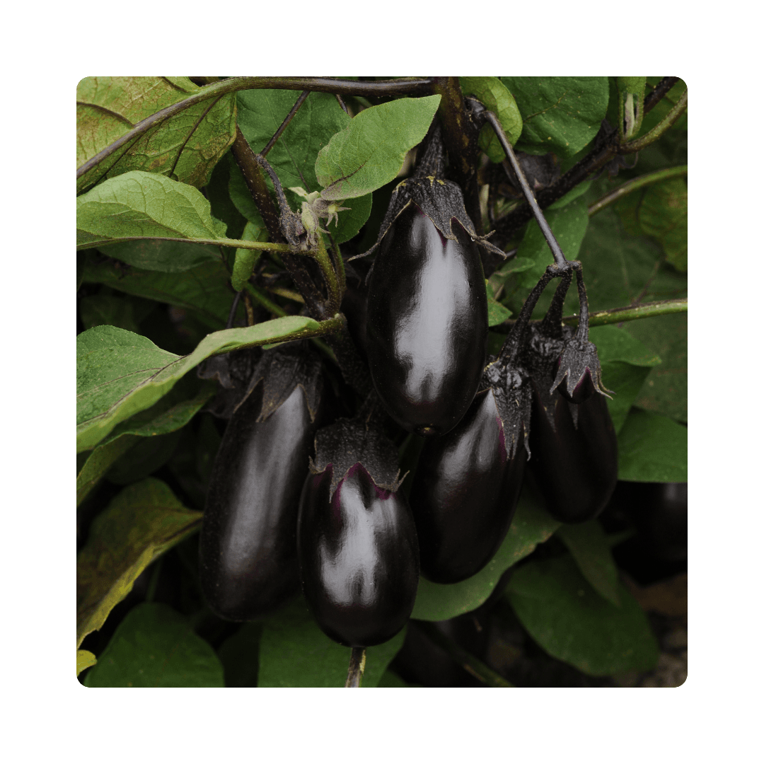 Aubergine