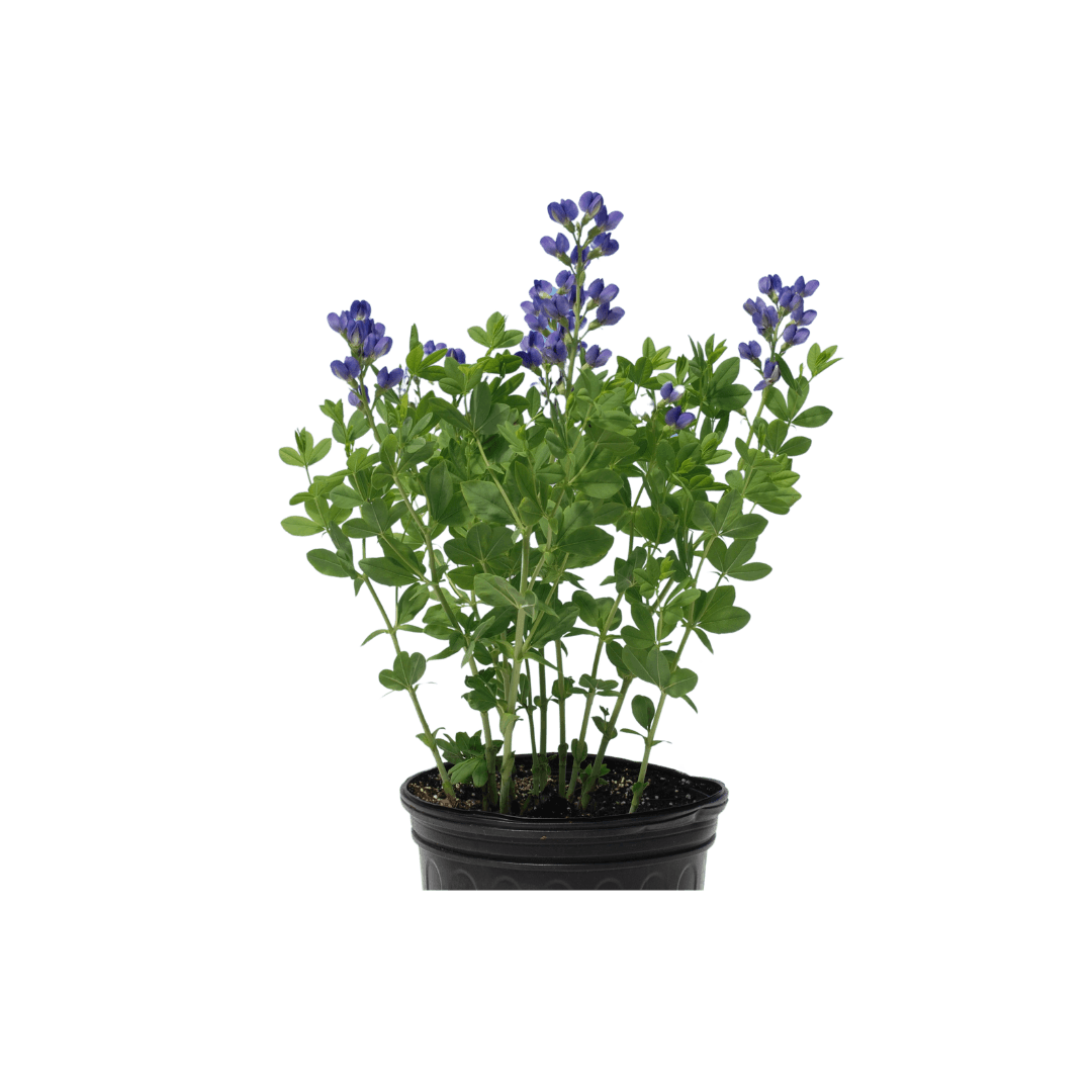 Baptisia