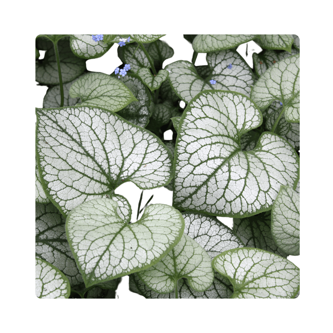 Brunnera