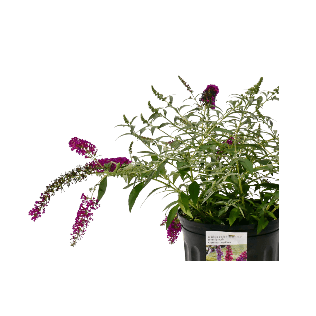 Buddleia