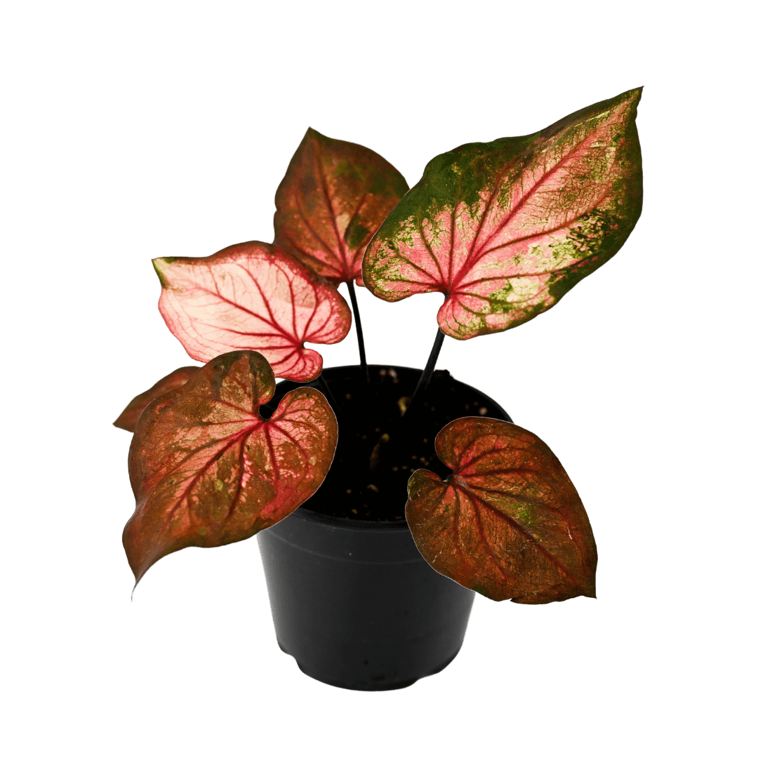 Caladium Peach