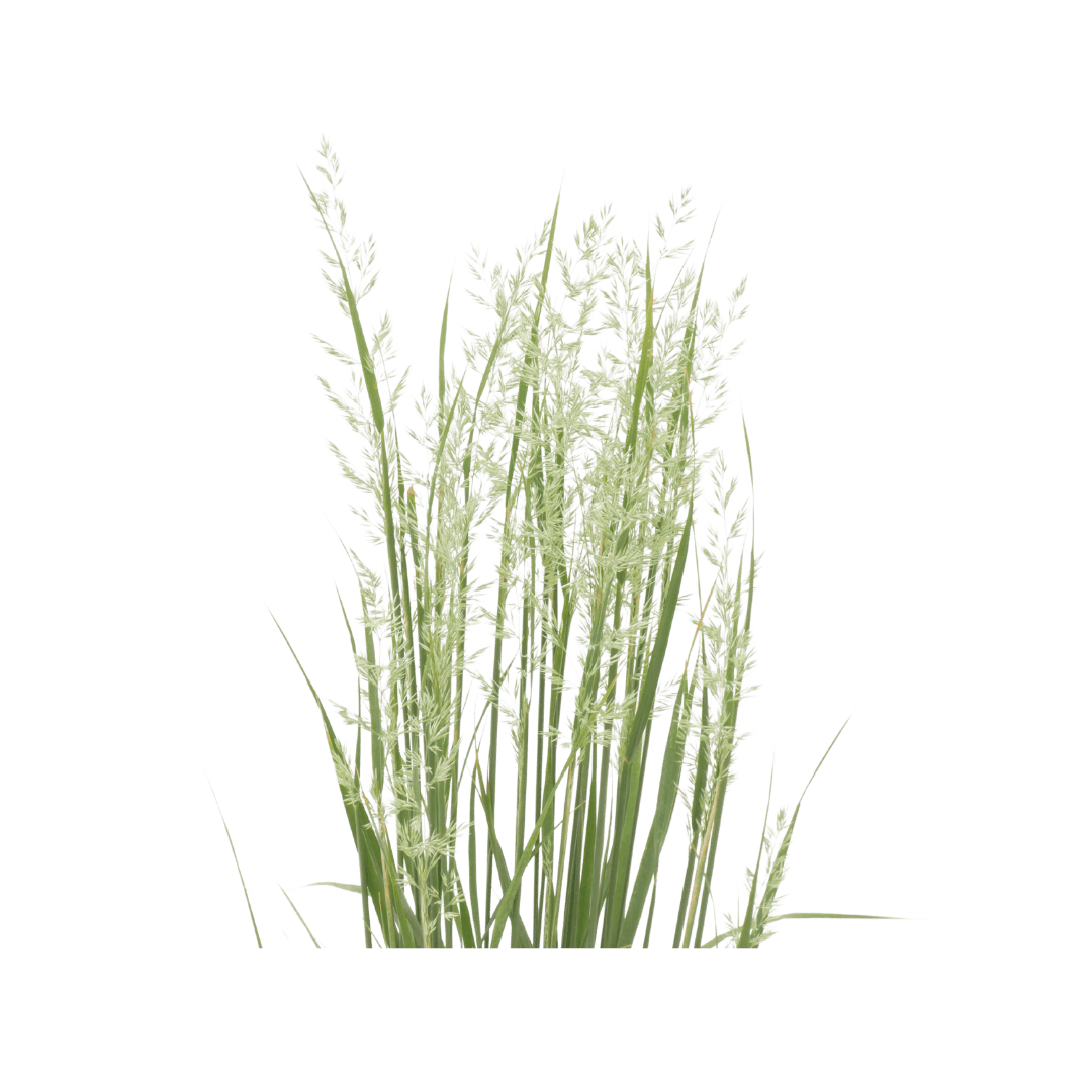 Calamagrostis