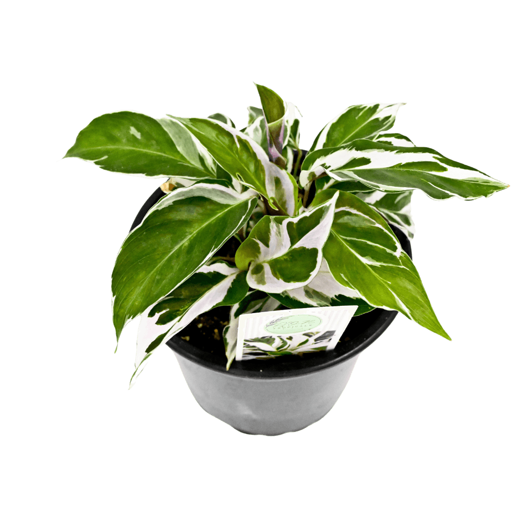 Calathea White Fusion