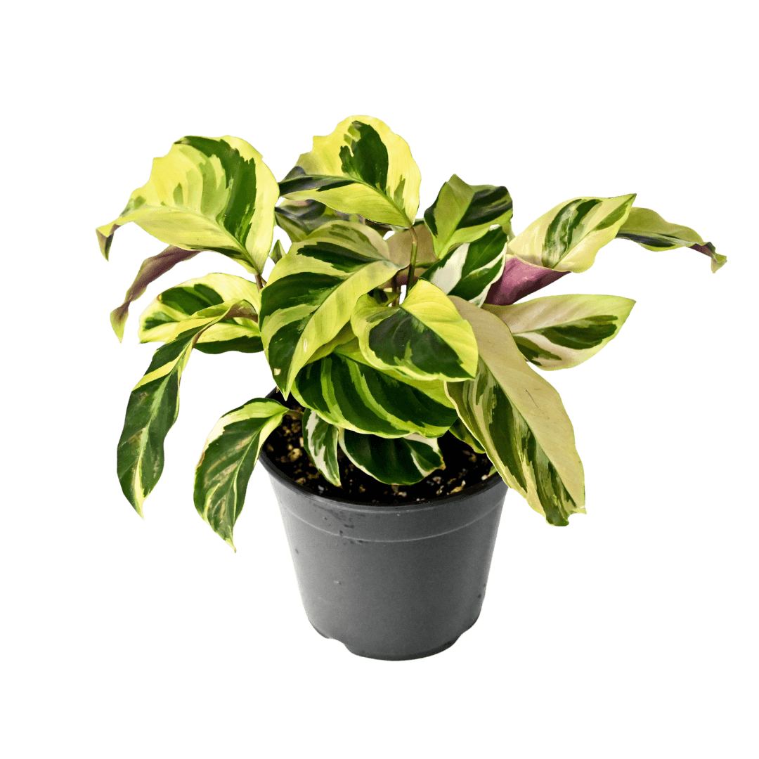 Calathea Yellow Fusion