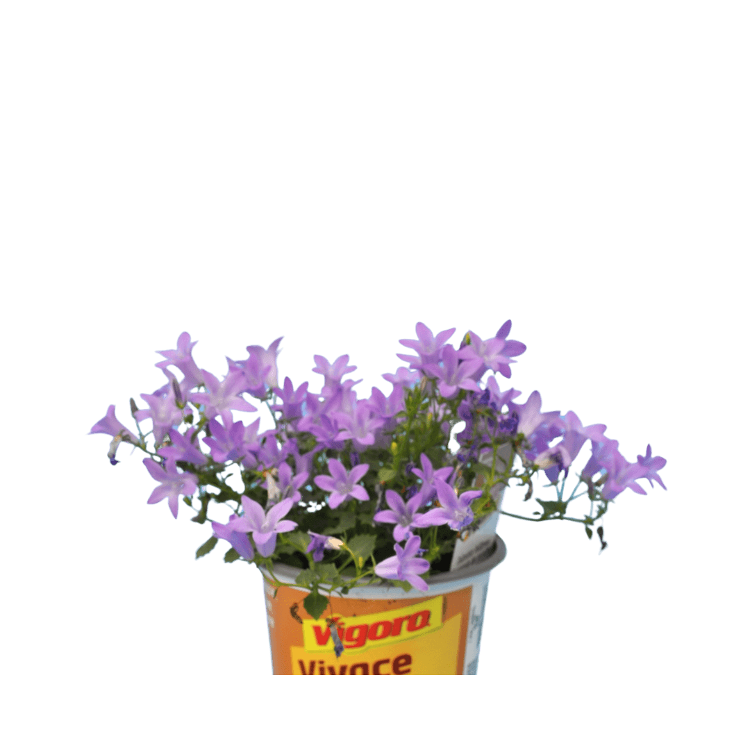 Campanula