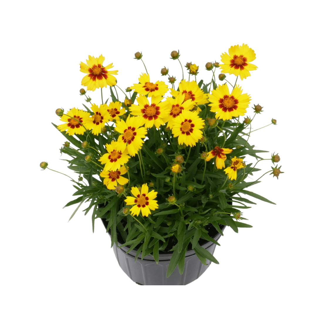 Coreopsis