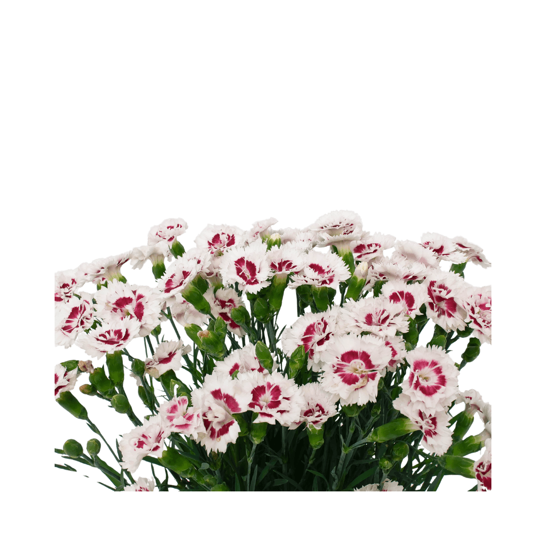 Dianthus