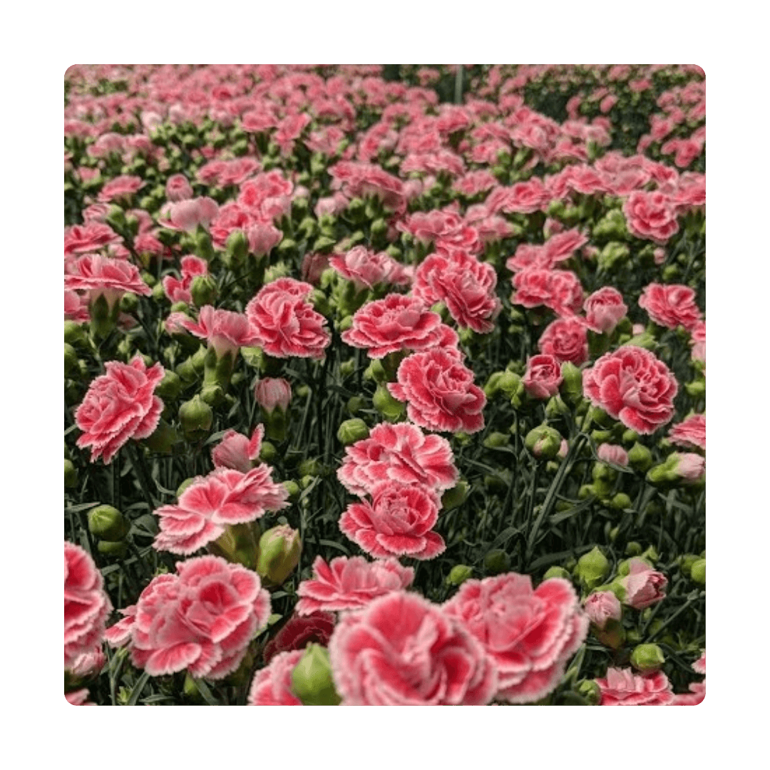 Dianthus