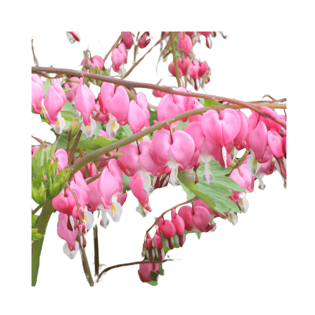 Dicentra