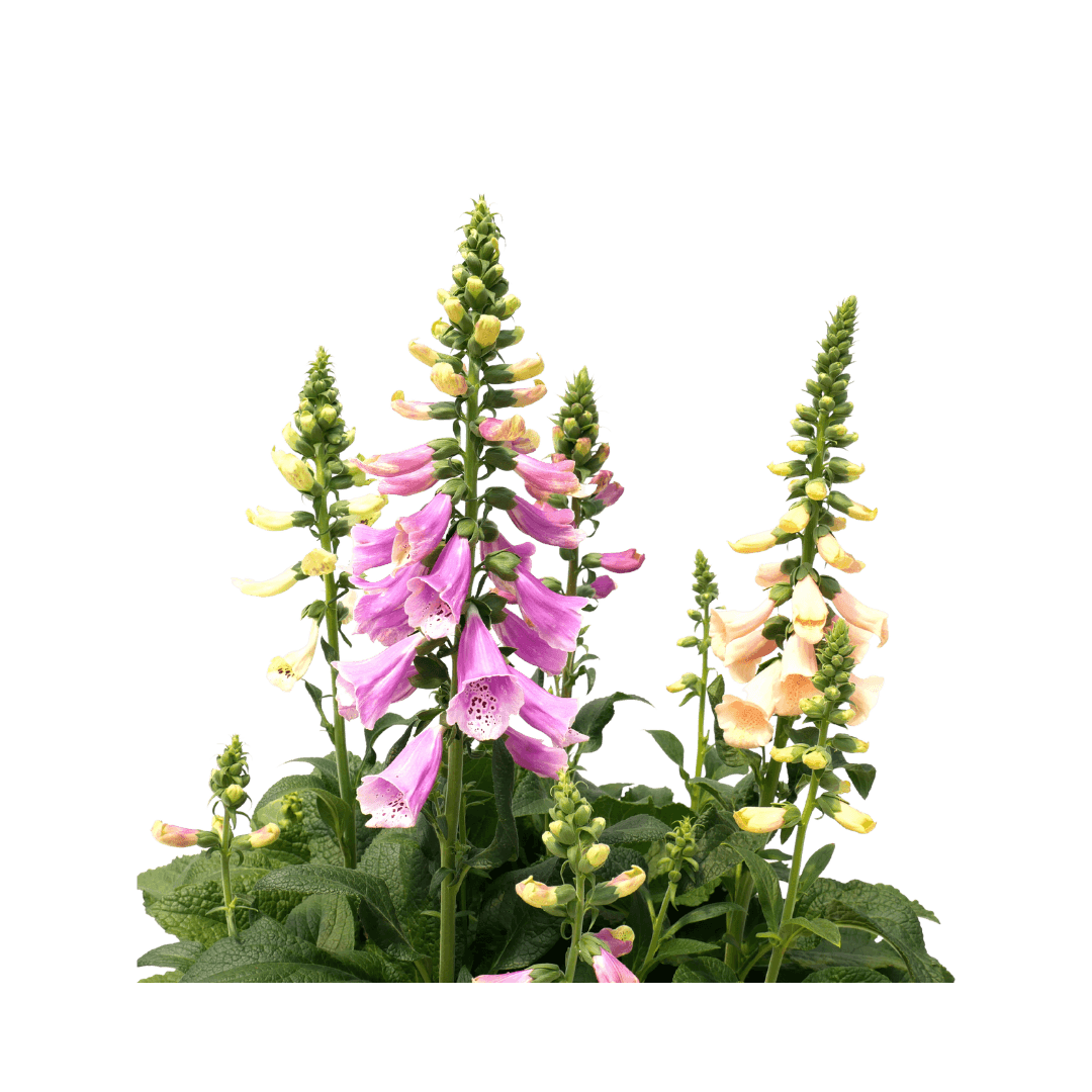 Digitalis