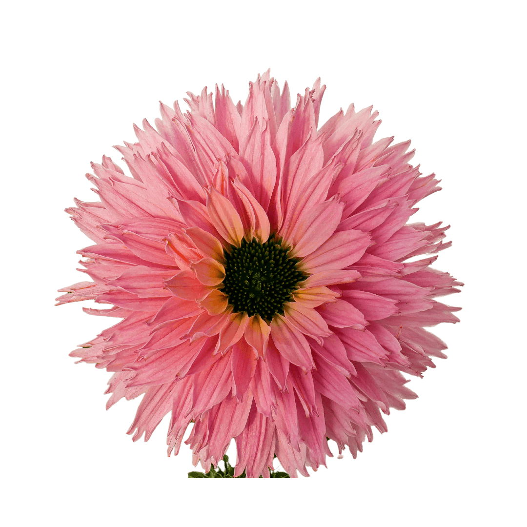 Echinacea