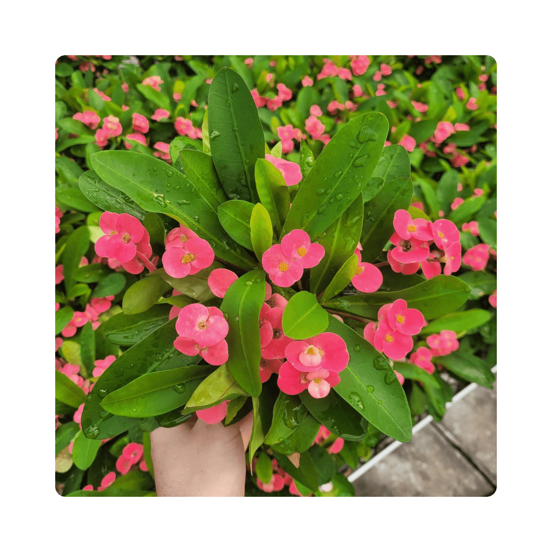 Euphorbia Milii Pink Cadillac