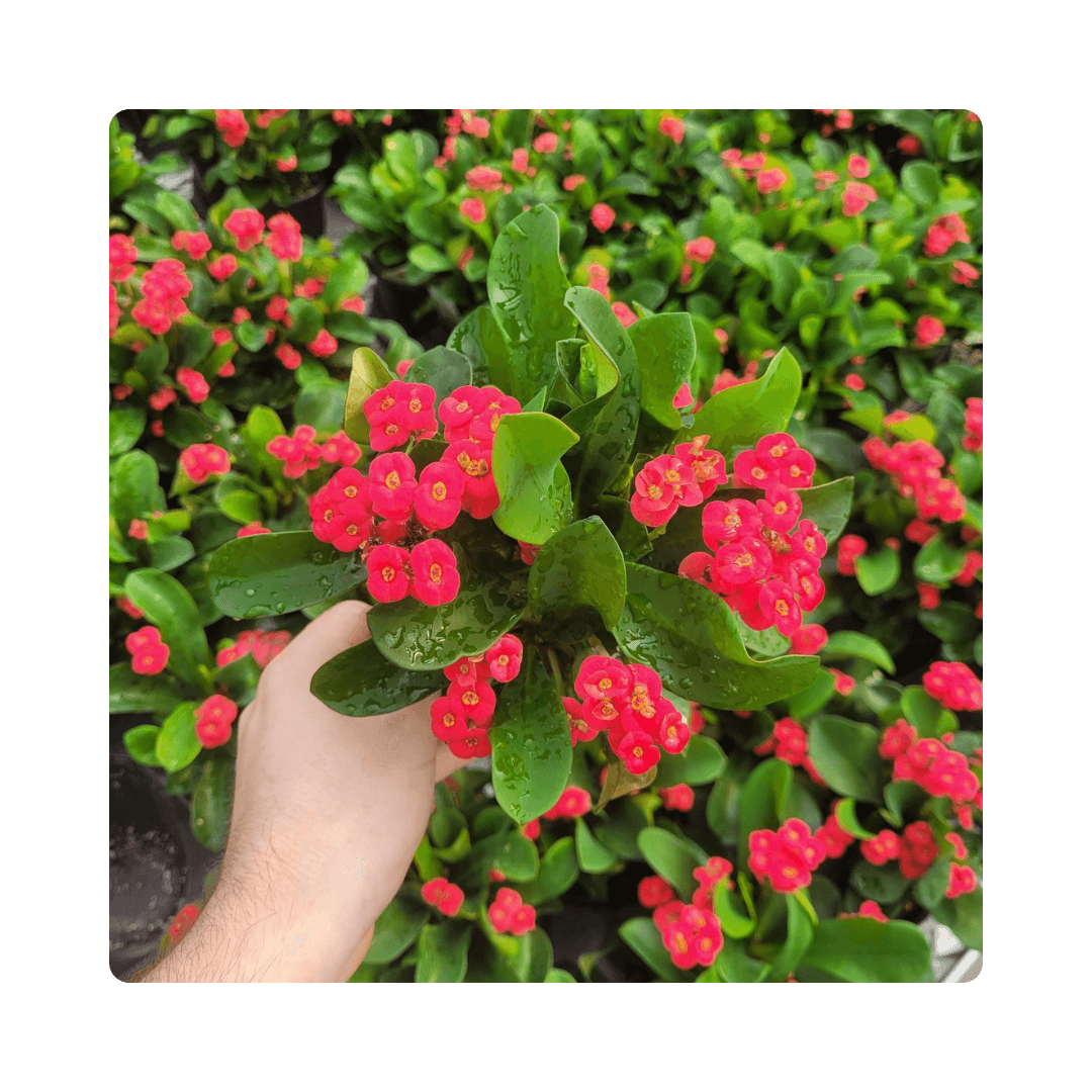 Euphorbia Milii Zeus