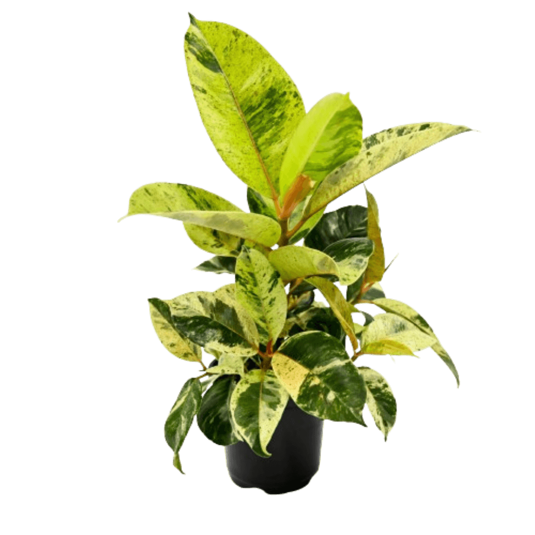 Ficus Shivereana Moonshine