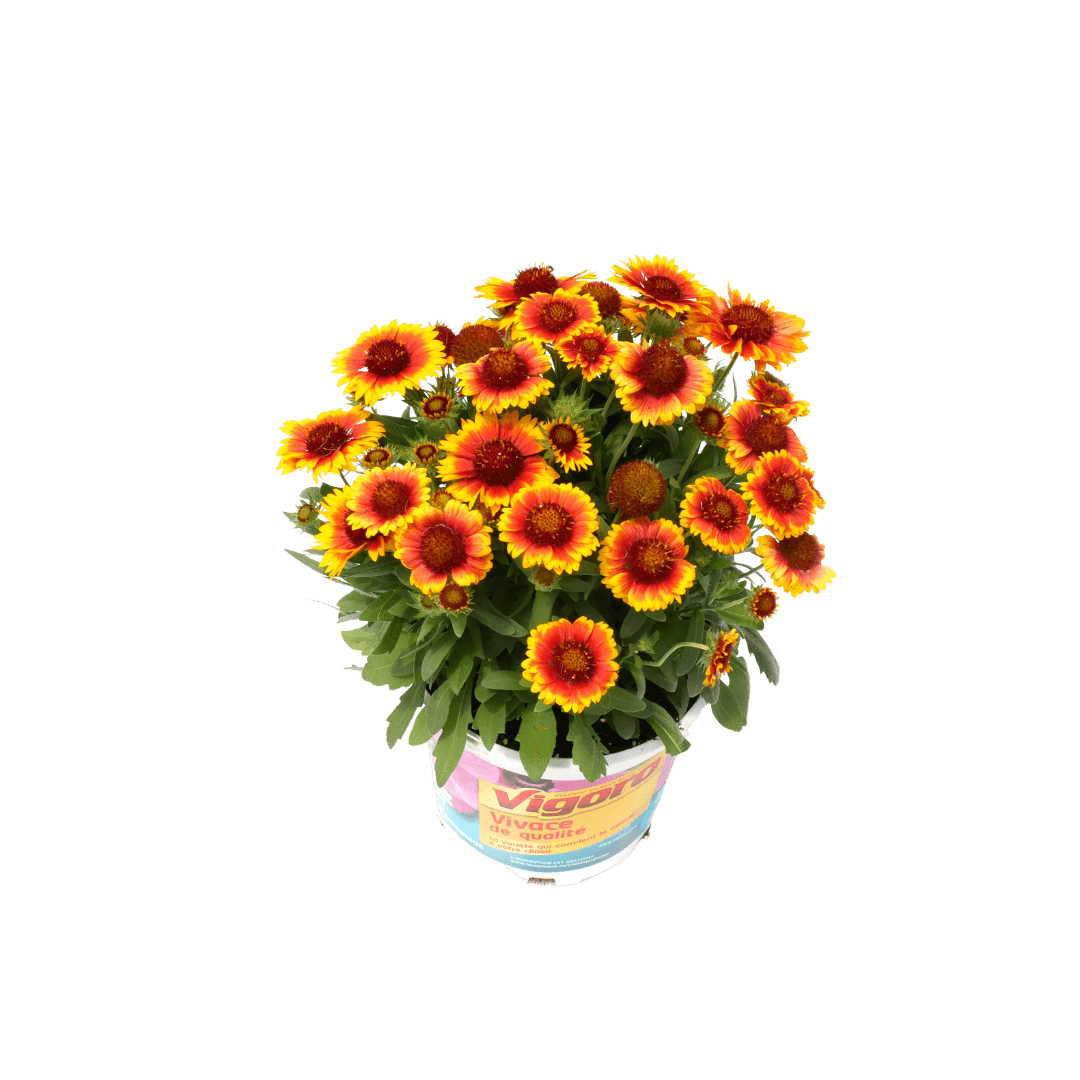 Gaillardia