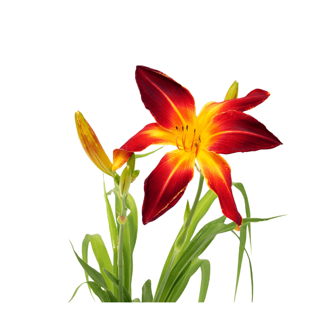 Hemerocallis