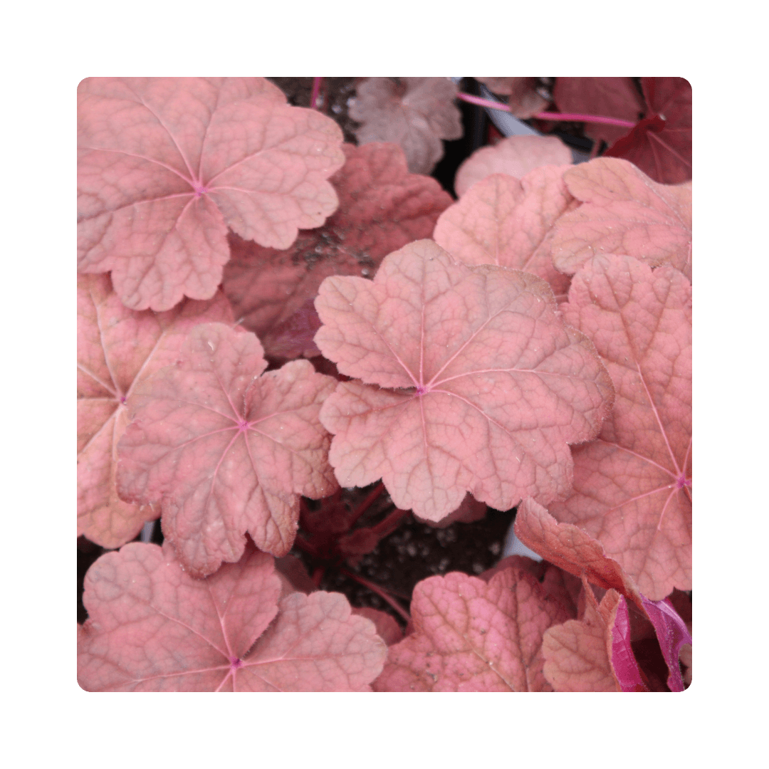 Heuchera