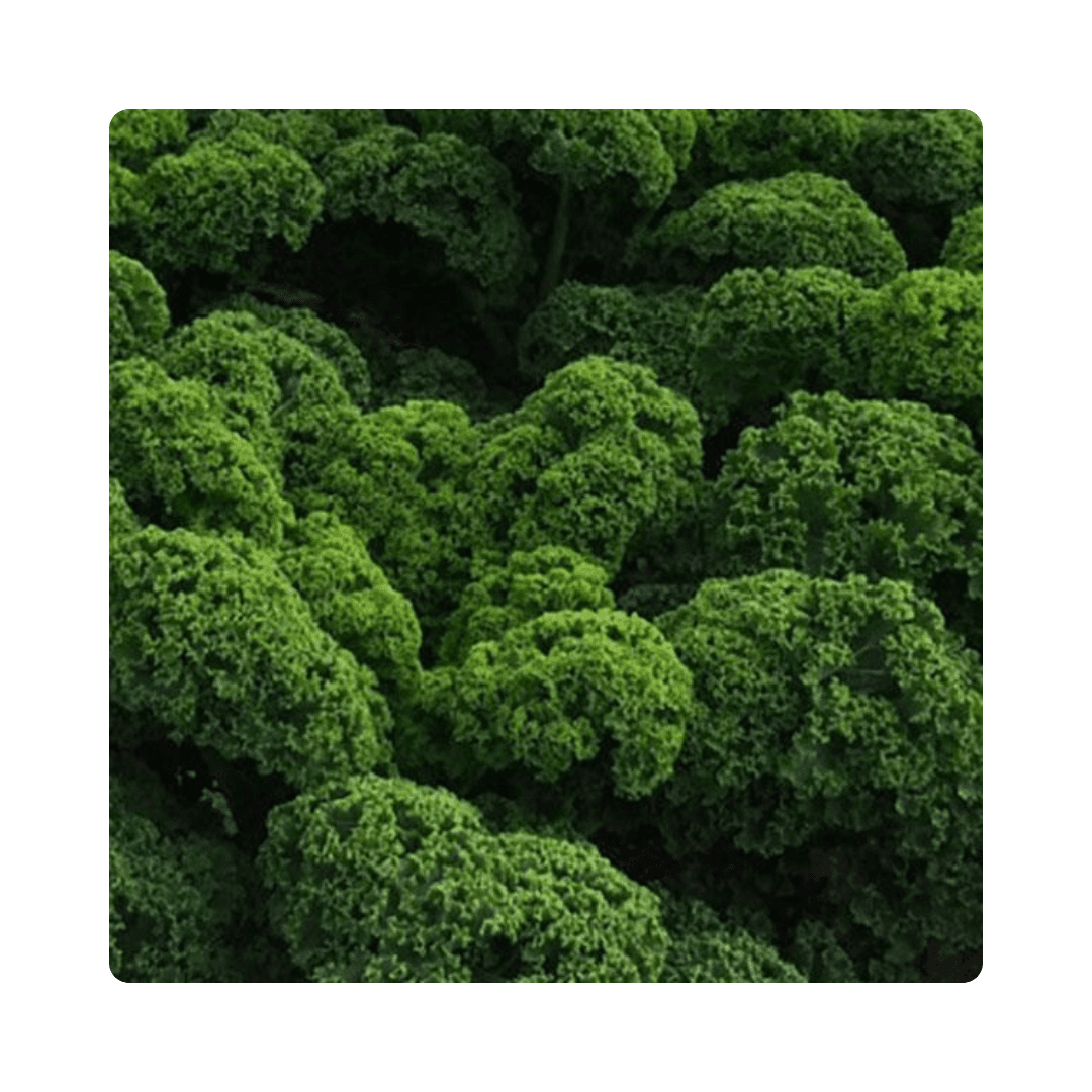 Kale