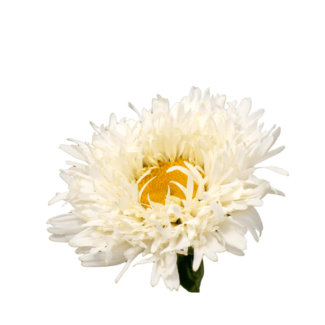 Leuchanthemum