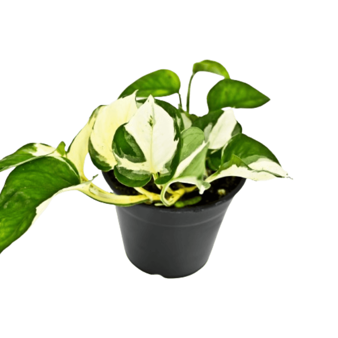 Epipremnum Manjula Pothos