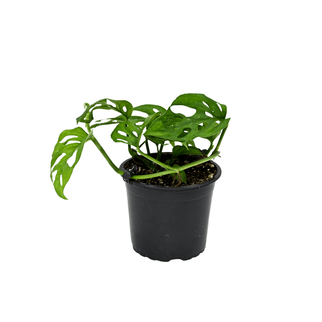 Monstera esqueletto