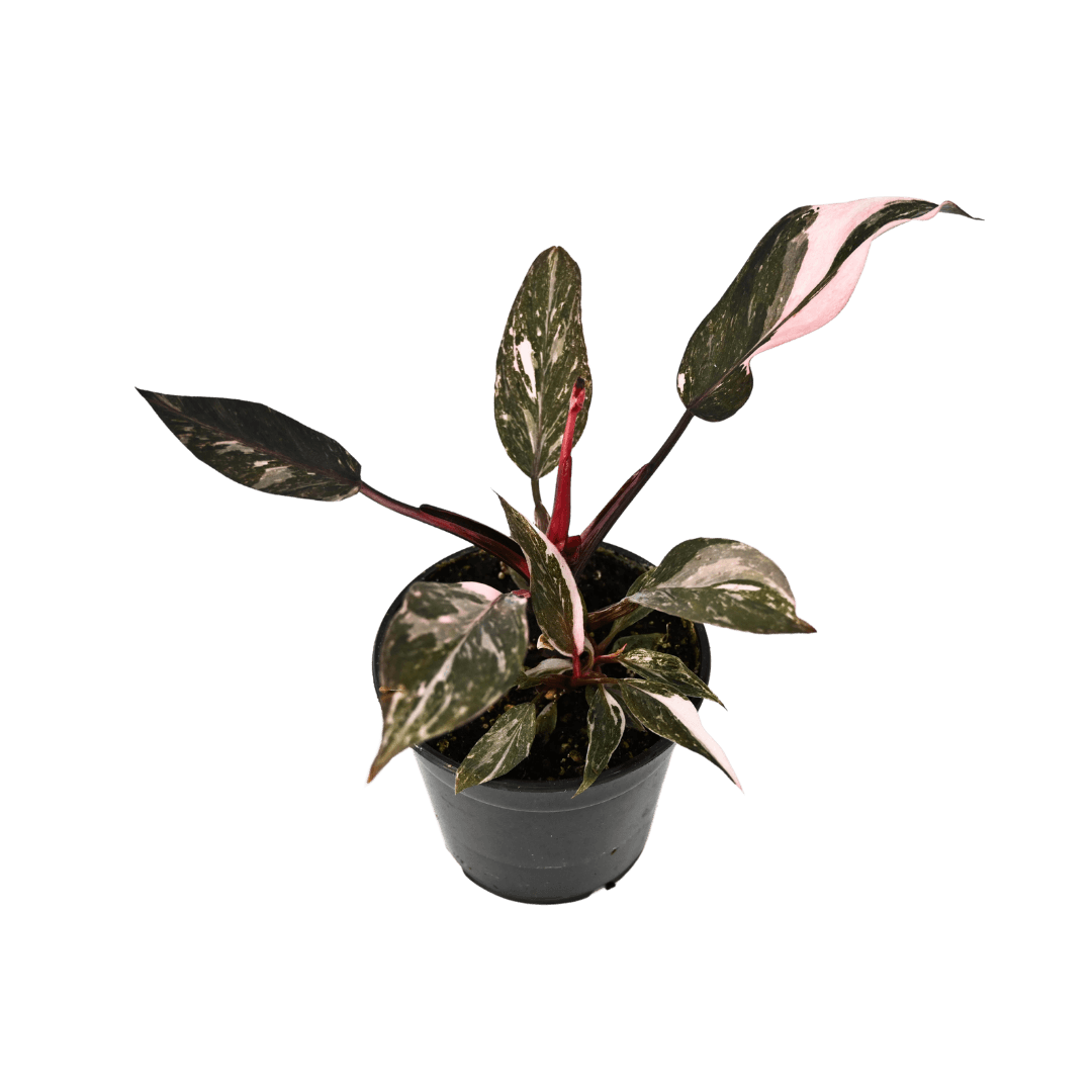 Philodendron Pink Princess Galaxy 