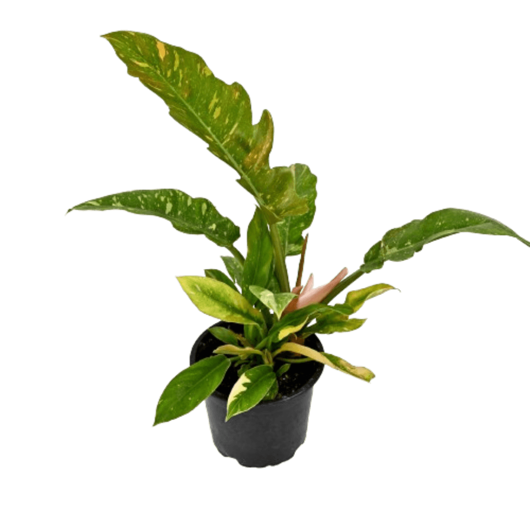 Philodendron Ring of Fire 