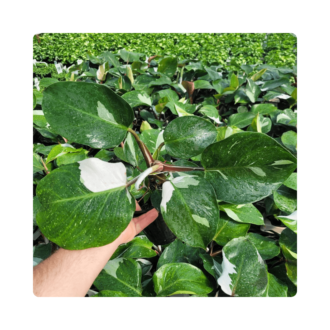 Philodendron White Knight 