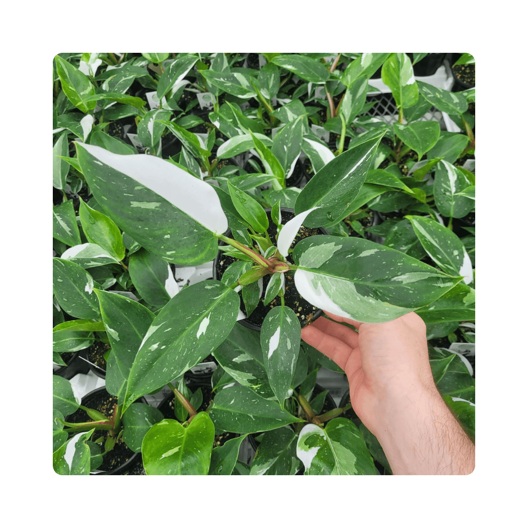 Philodendron White Princess