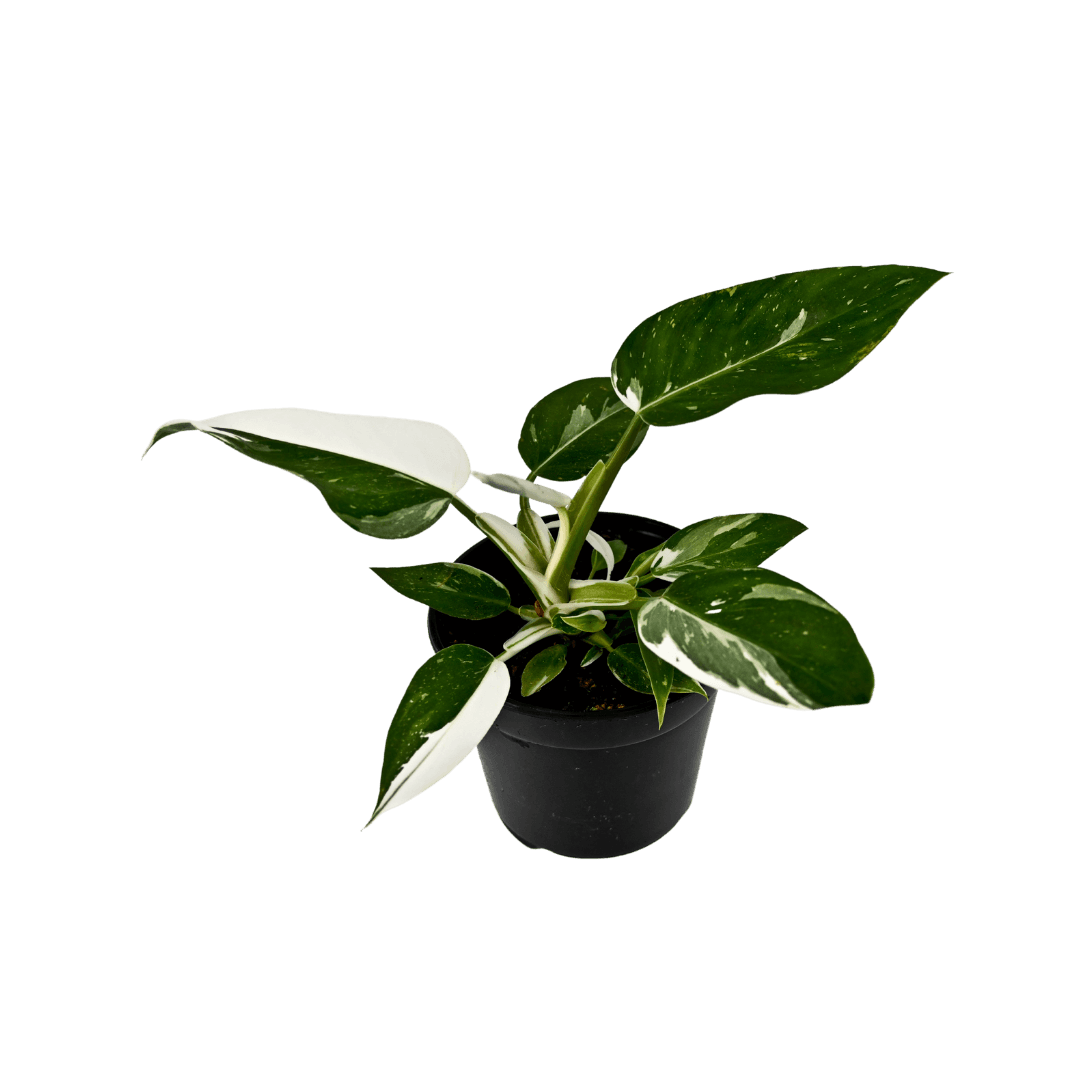 Philodendron White Wizard