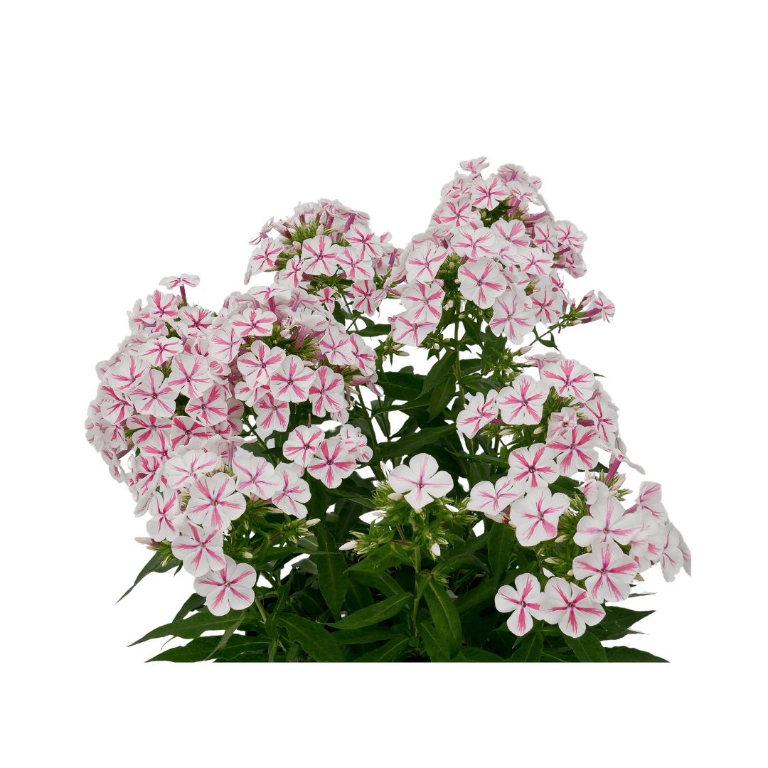 Phlox