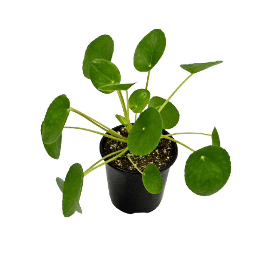 Pilea Peperomides