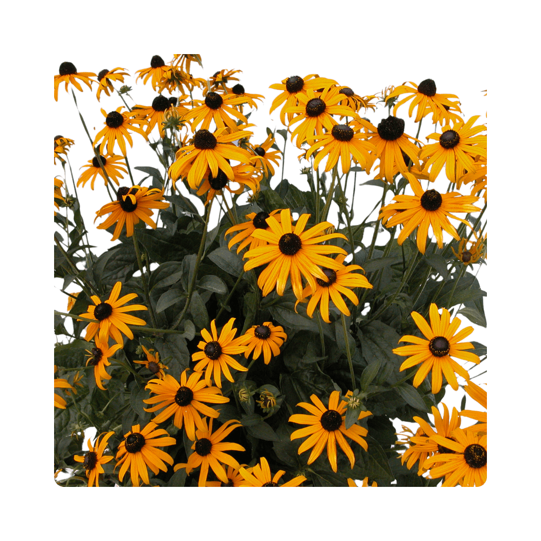 Rudbeckia