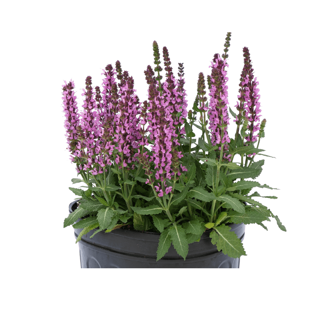 Salvia