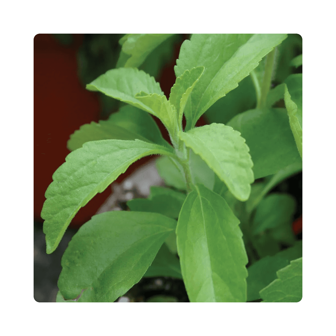 Stevia