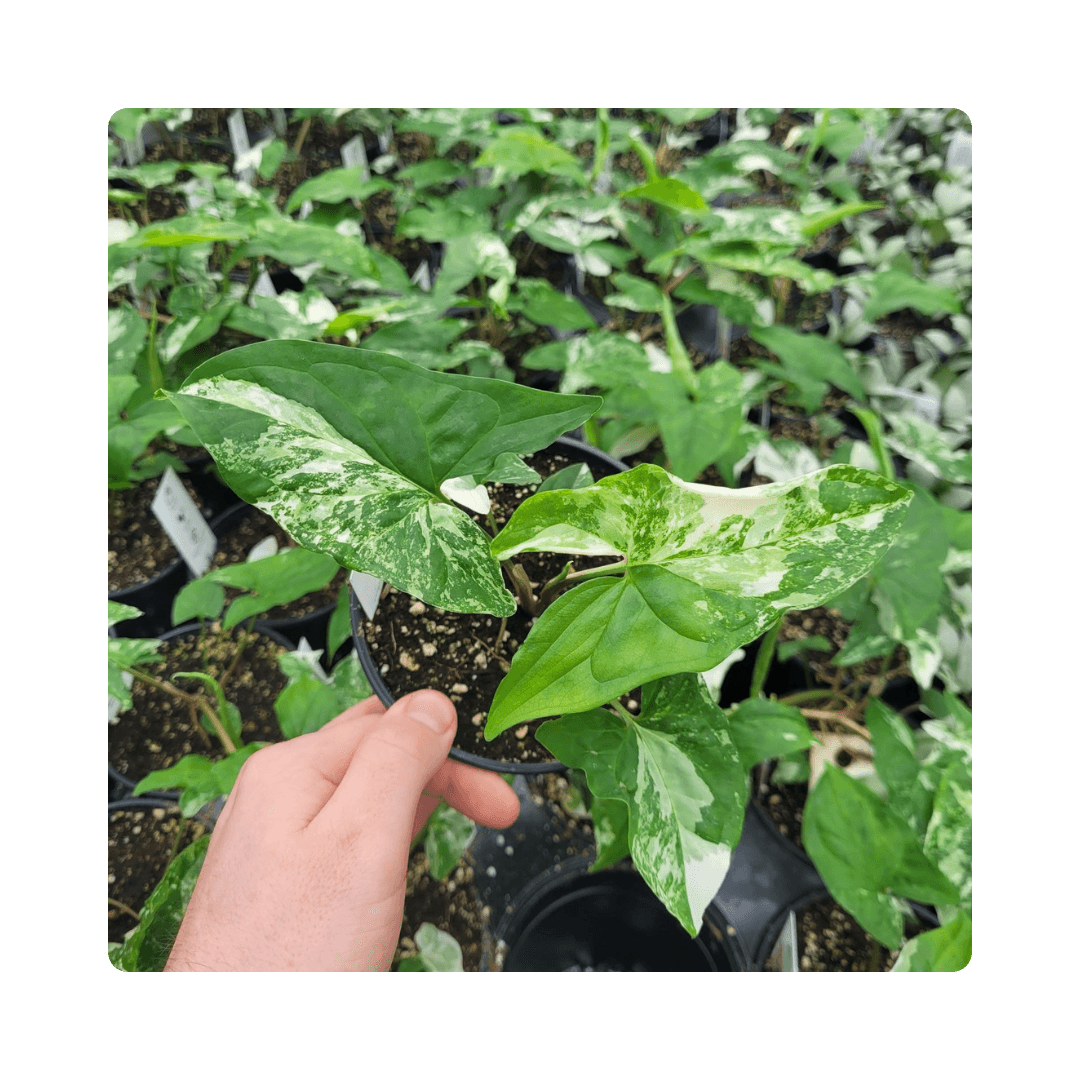 Syngonium Albo Variegated