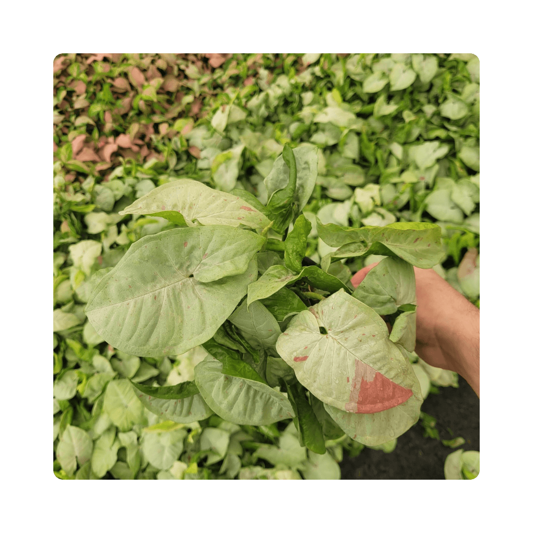 Syngonium Milk Confetti