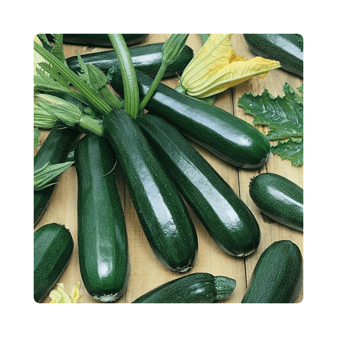 Zucchini